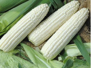 Суперсолодка цукрова кукурудза, із надзвичайно білим зерном