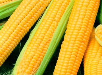Предки кукурудзи
