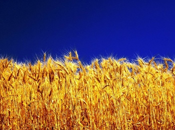 Вчені створили генетично модифіковану пшеницю