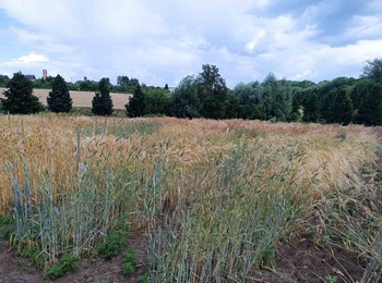 Вимірювання біометричних показників  пшениці ярої