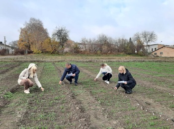 Оцінювання польової схожості озимих культур