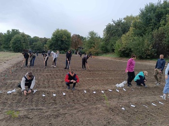 Сівба озимих зернових культур